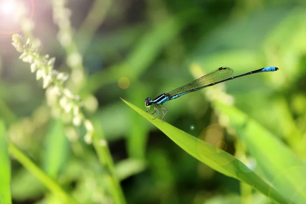 Piccola libellula in giardino . — Foto Stock