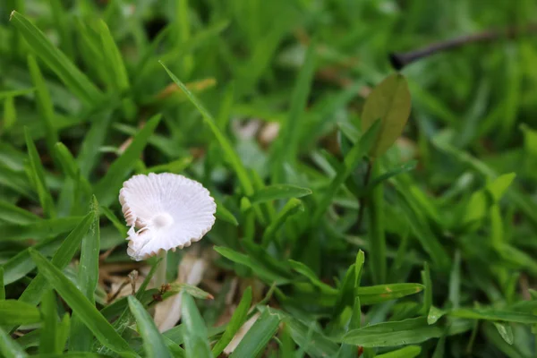 White mushrooms in the garden. — Stock Photo, Image