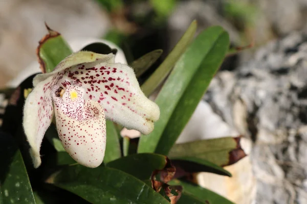 Orquídeas blancas endémicas en el jardín — Foto de Stock