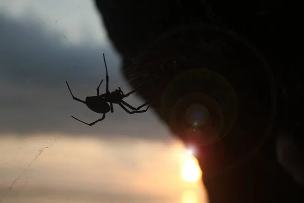 Araña con luz solar y destello de lente — Foto de Stock