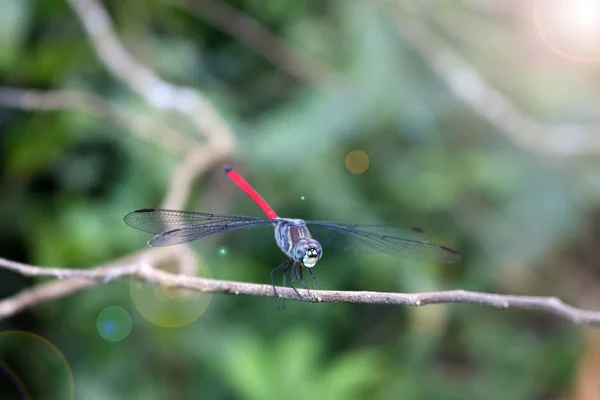 Red blue dragonfly on the branch. — Stock Photo, Image