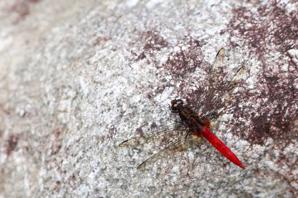 Красная стрекоза на скале в саду . — стоковое фото