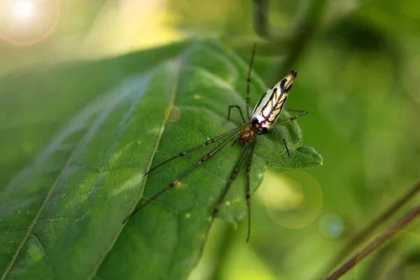 Prachtige spin in de tuin. — Stockfoto