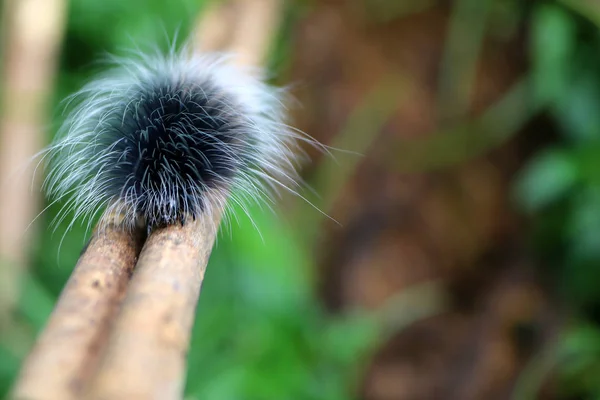 Chenilles poilues noires sur les branches . — Photo