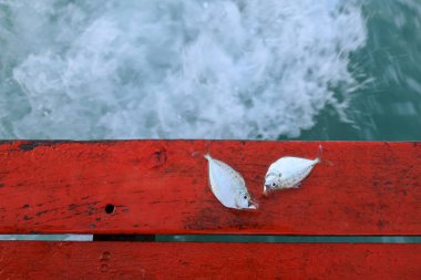 Yelken teknenin kıç üzerinde ölü balık