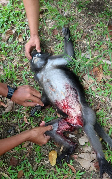 Otopsi maymun mücadele ve bahçede ölüm. 