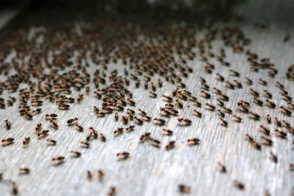 Termitas caminando por el suelo de madera — Foto de Stock