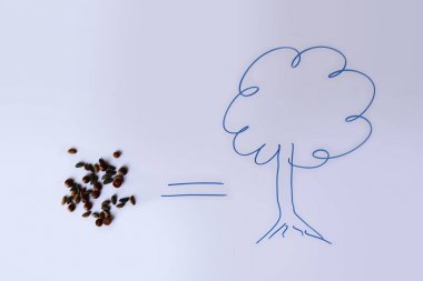 Beyaz arka planda tohum ekimi ağaç