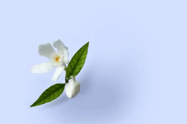 Hermosas flores con gotas de lluvia — Foto de Stock