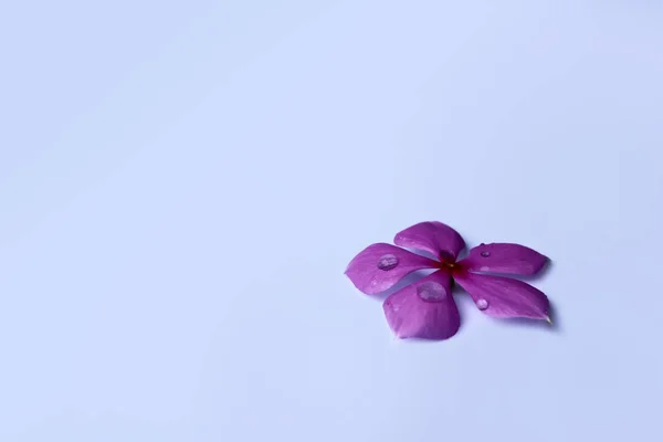 Bellissimi fiori con gocce di pioggia — Foto Stock