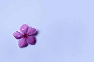 Yağmur damlaları ile güzel çiçekler