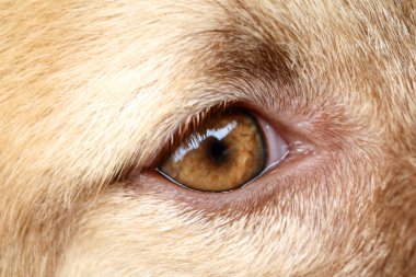 Tay bangkaew köpek gözünde