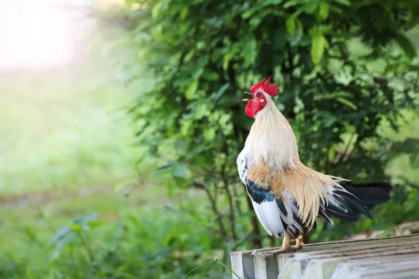 Beyaz horoz kargalar erken sabah bahçedeki