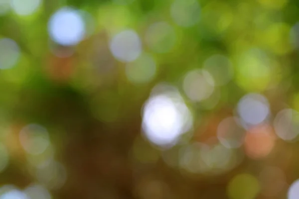 Bokeh by nature in the garden — Stock Photo, Image