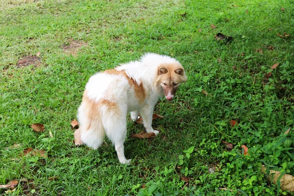 庭でタイの bangkaew 犬 — ストック写真