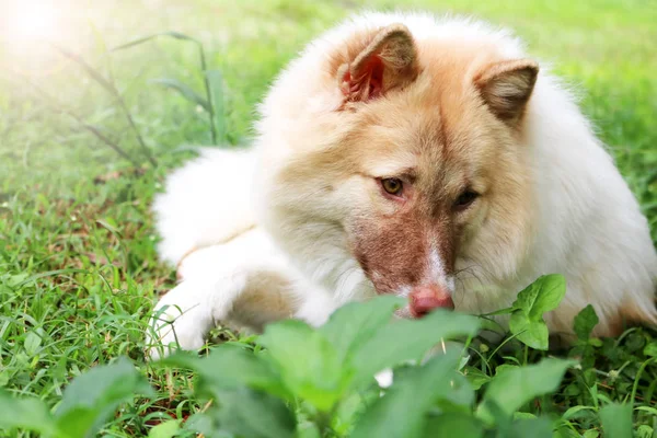 Thai bangkaew dog in de tuin — Stockfoto