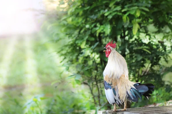 Beyaz horoz kargalar erken sabah bahçedeki