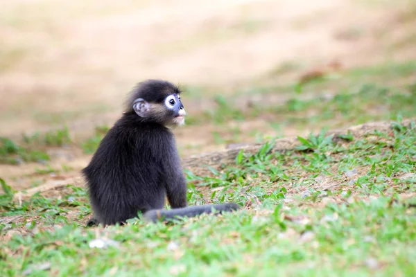 Bahçedeki çimlerin üstünde küçük langur — Stok fotoğraf