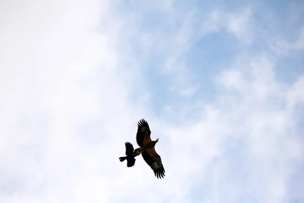 Seeadler und Krähenvögel fliegen gemeinsam gegen den Himmel — Stockfoto
