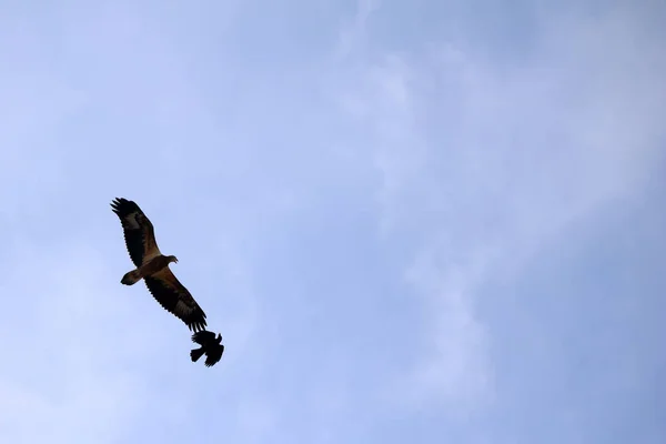 Seeadler und Krähenvögel fliegen gemeinsam gegen den Himmel — Stockfoto