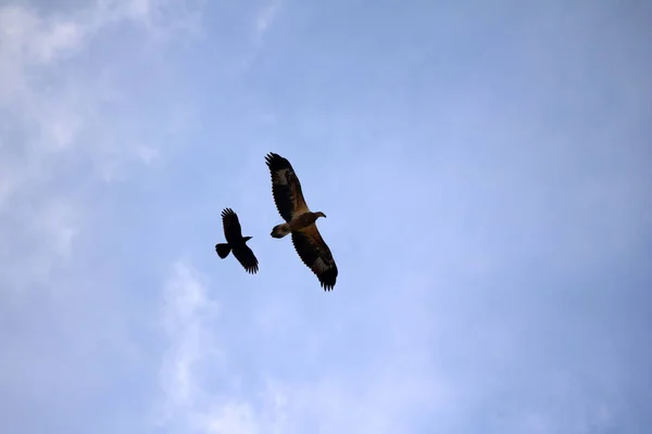 Seeadler und Krähenvögel fliegen gemeinsam gegen den Himmel — Stockfoto