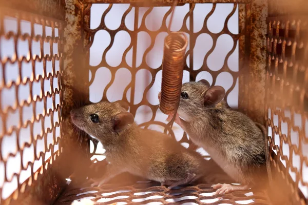 Um ratinho com pão na ratoeira — Fotografia de Stock