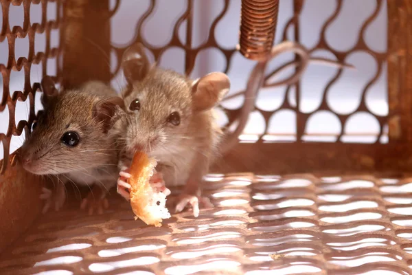 Um ratinho com pão na ratoeira — Fotografia de Stock