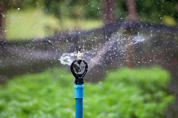 Aspersor de água que funciona para regar plantas — Fotografia de Stock