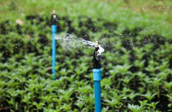 Aspersor de água que funciona para regar plantas — Fotografia de Stock