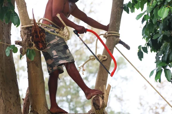 Escalador local está utilizando una sierra de mano cortar las ramas — Foto de Stock