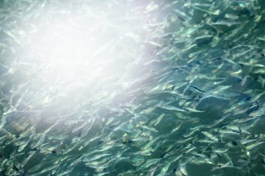 Küçük balık deniz suyu altında milyonlarca güneş ışığı yansıtır.