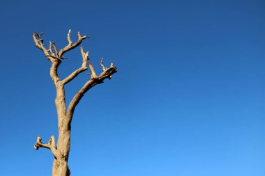 Ağaç gövdeleri kesilmiş dalları mavi gökyüzü ile