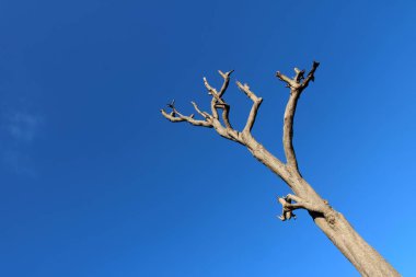 Ağaç gövdeleri kesilmiş dalları mavi gökyüzü ile