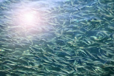 Millions of little fish under the sea water reflects sunlight. clipart