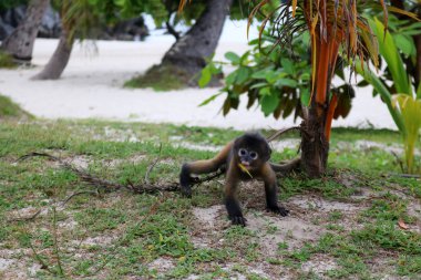 Sahilde küçük yaprak-maymun