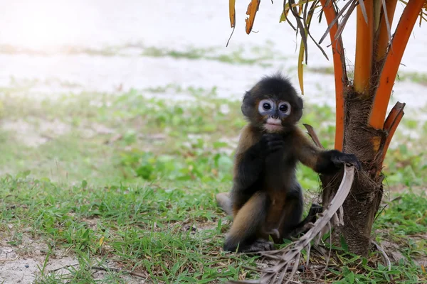 The Little Leaf-monkey on the beach