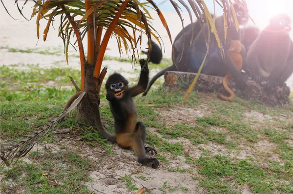 Malý listový opice na pláži — Stock fotografie