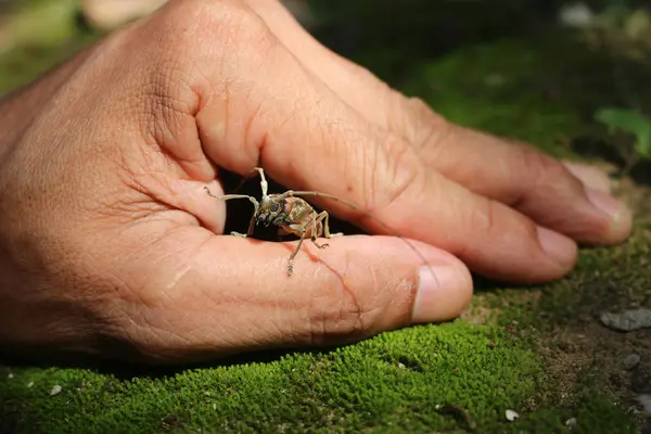 Escarabajo, Escarabajo sobre musgo en el jardín — Foto de Stock