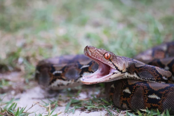 Piton yılan bahçede ağzını açma.