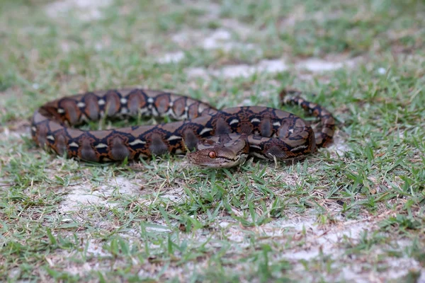Piton yılan bahçedeki çimlerin üzerine.