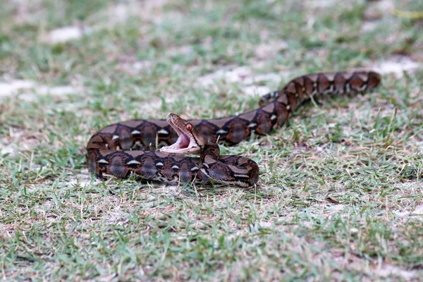 Python kígyó nyitja a száját a kertben. — Stock Fotó