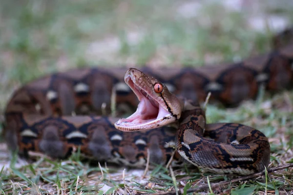 Python snake opening its mouth to fight in the garden — Stock Photo, Image