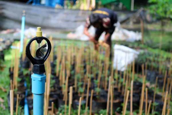 Aspersor de água na plantação com fundo de jardineiro — Fotografia de Stock