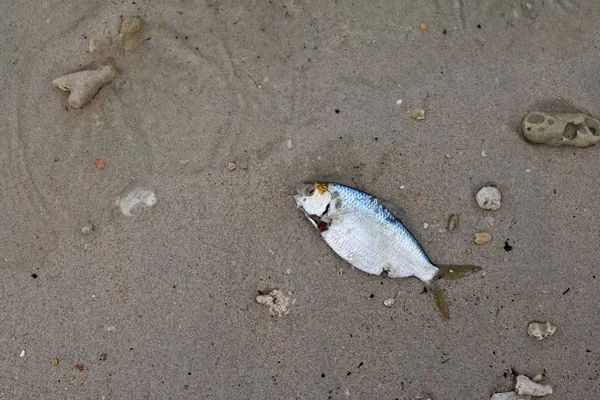 Döda fiskar på stranden vid havet — Stockfoto