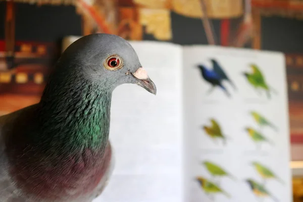 O pombo na mesa com um guia de pássaros . — Fotografia de Stock