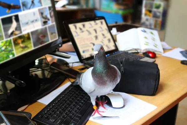 Pombo na mesa do computador com um guia de pássaros — Fotografia de Stock