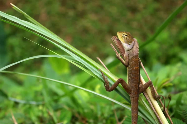 Lézard dans une position confortable dans le jardin . — Photo