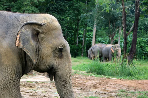 Азиатский слон в дикой природе с лесом и горным фоном — стоковое фото