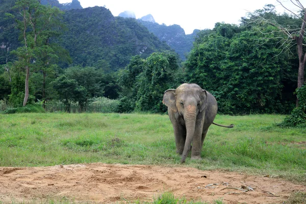Азиатский слон в дикой природе с лесом и горным фоном — стоковое фото