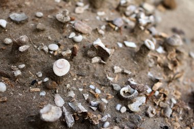 Toprak ve kum içinde eski kabuklar